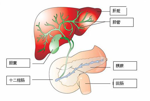 转氨酶高是怎么回事（转氨酶高是怎么回事有什么危害）