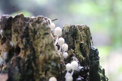 菌类食物中毒怎么办（野生菌食物中毒怎么办）