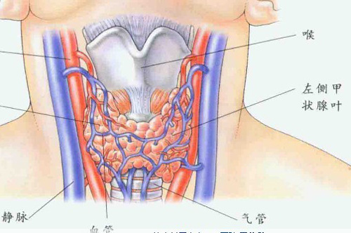 甲状腺癌的早期症状（甲状腺癌的早期症状4a）