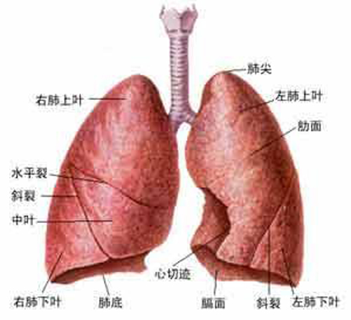 肺部小结节是什么 肺结节是什么原因引起的