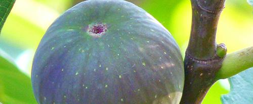 无花果干可以通便吗 无花果干会便秘吗