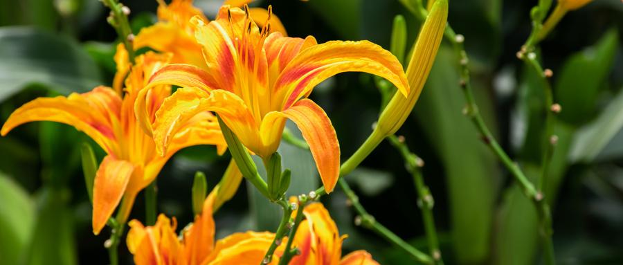 鲜黄花菜中含有的毒素是哪些（新鲜黄花菜中含有什么毒素）