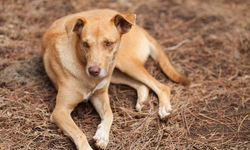 狗舔人会传染狂犬病吗 被犬舔会传染狂犬病吗