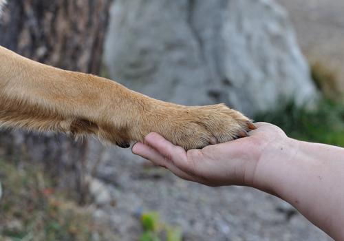 狂犬疫苗多久产生抗体 211狂犬疫苗多久产生抗体