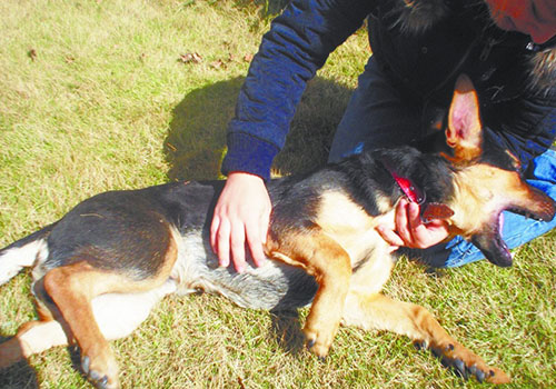 有狂犬病的狗有什么症状（有狂犬病的狗有什么症状视频）