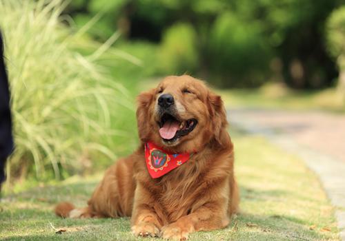 狂犬疫苗漏打了怎么办（狂犬疫苗少打一针有没有影响）