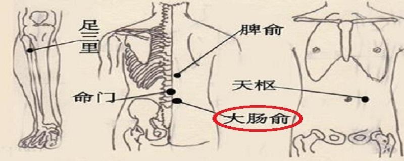 大肠俞的简单寻找（大肠俞的具体位置）