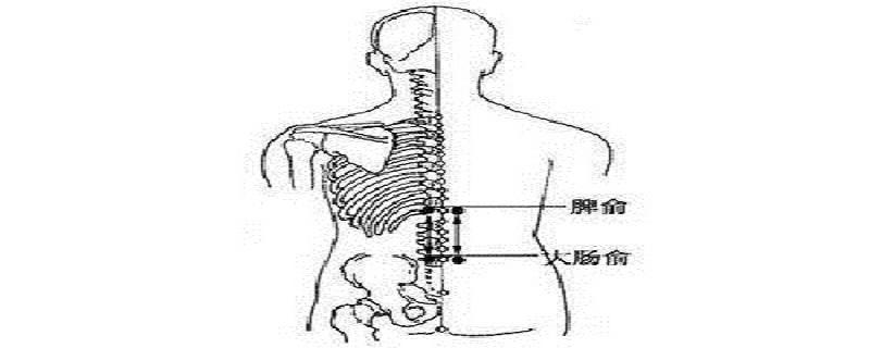 脾俞的简易找法（找脾俞胃俞的最简单的方法）