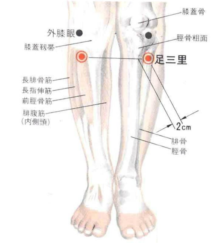 足三里的准确位置图 足三里的准确位置图作用功效