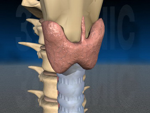 甲状腺钙化是什么意思 甲状腺钙化