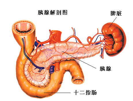 胰腺炎的症状 胰腺炎的症状 位置图