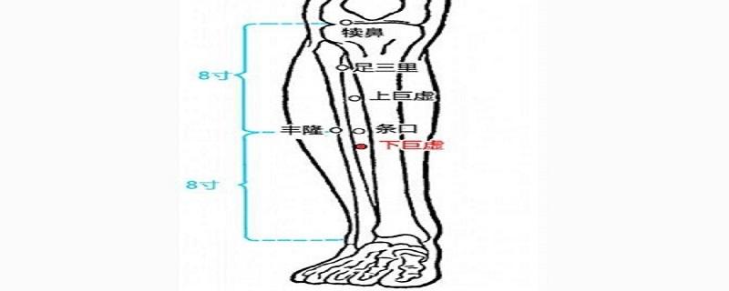 上巨虚和下巨虚位置图（上巨虚的准确位置图图解）