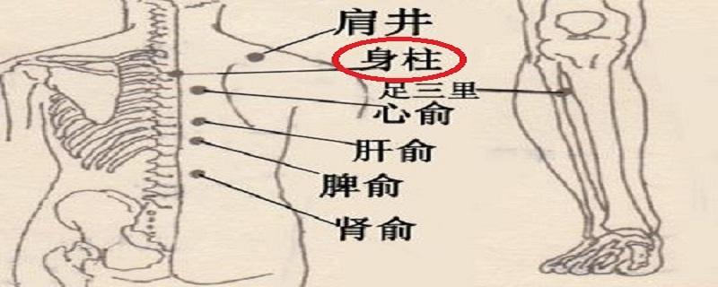 身柱的准确位置图视频（身柱准确位置图图解）