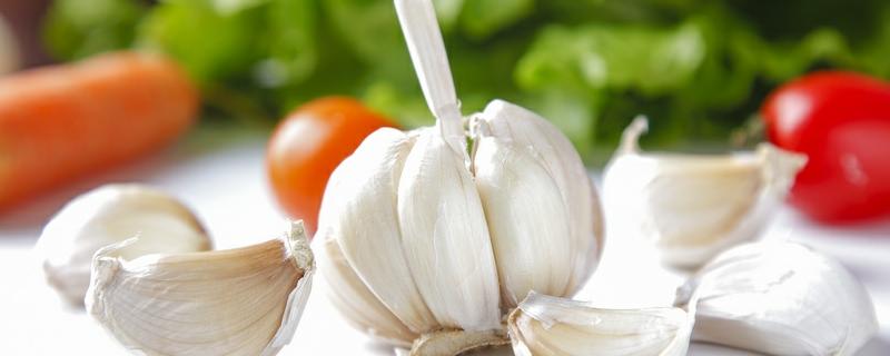 大蒜放冰箱冷藏还会生芽吗（大蒜放入冰箱会生芽吗）