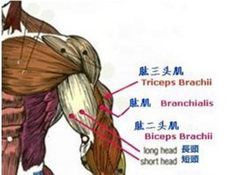 划船器锻炼肌肉示意图 划船器锻炼肌肉示意图教程