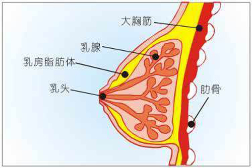 乳腺癌转移能活多久 乳腺癌转移能活多久时间