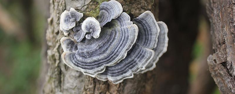 干灵芝怎么食用好 干灵芝煲汤前要泡吗