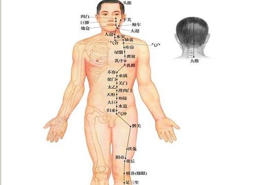 足阳明胃经的循行路线图（足足阳明胃经的循行路线图）