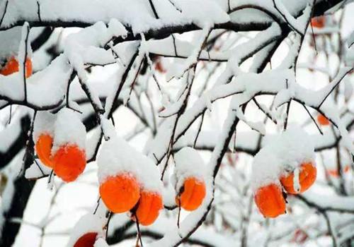 霜降节气特点（霜降节气特点介绍）