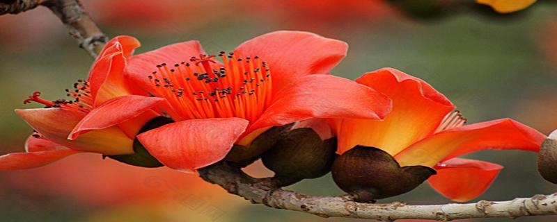 木棉花煲什么祛湿 木棉花煲什么好祛湿