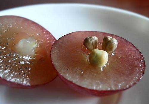 什么食物减肥效果好 什么食物减肥效果好又快不反弹