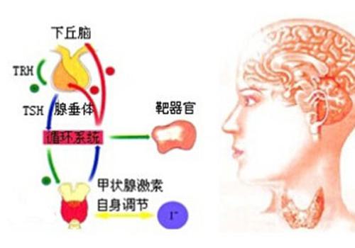 促甲状腺激素偏低对胎儿的影响（孕妇促甲状腺激素偏低对胎儿的影响）