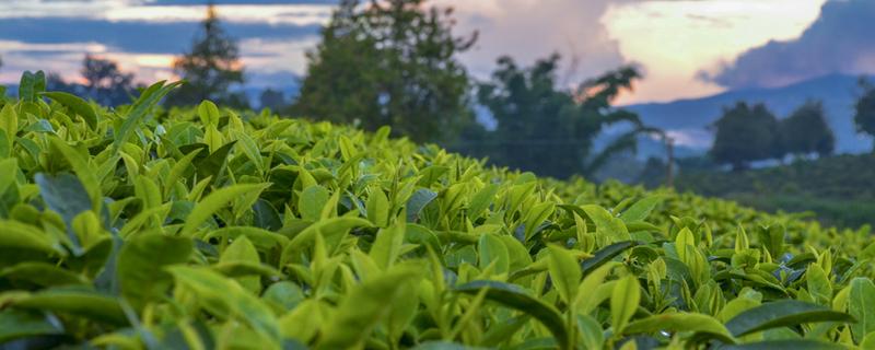 来例假可以喝普洱茶吗（来例假能不能喝普洱茶吗）