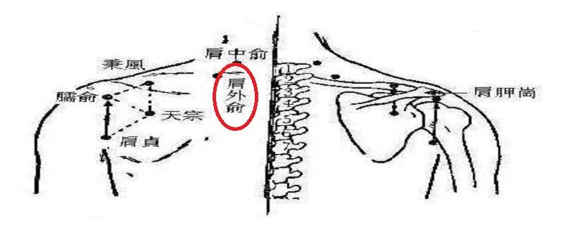 肩外俞在哪里 肩外俞在什么位置