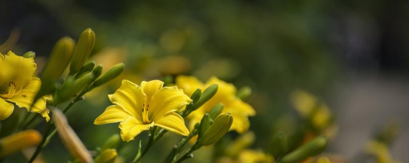 黄花菜的心为什么要抽出来（黄花菜为什么抽芯）