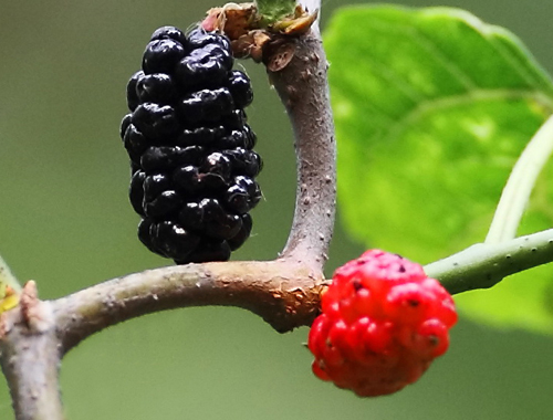 补肾吃啥水果和蔬菜 补肾吃什么蔬菜水果