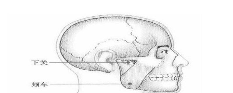 颊车的准确位置图视频 颊车的准确位置图片