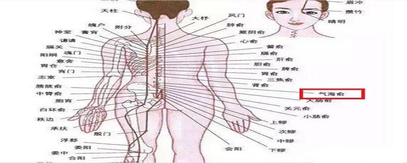 气海俞的准确位置图片 气海俞位置图和作用的准确位置图