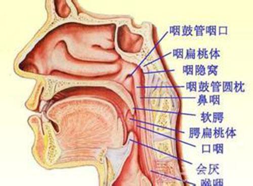 鼻咽癌是什么引起的 女性鼻咽癌是什么引起的