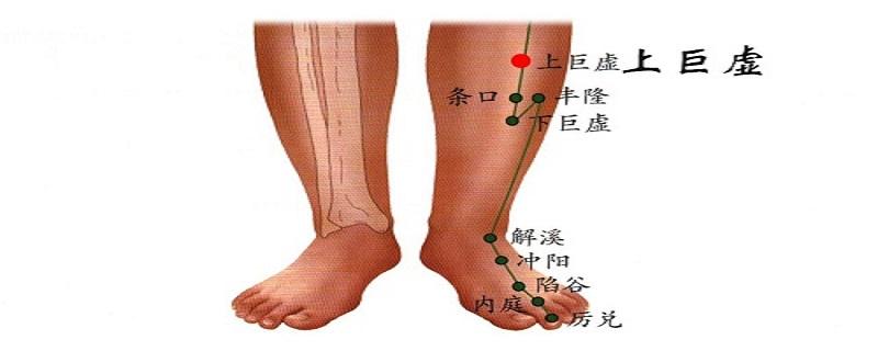 上巨虚的定位和主治（上巨虚下巨虚的准确位置图作用功效）