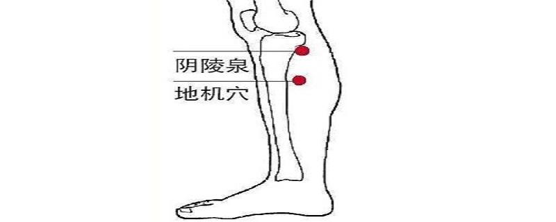 阴陵泉的准确位置视频 阴陵泉的准确位置视频图片