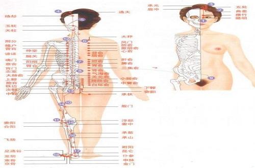 足太阳膀胱经经络示意图（足太阳膀胱经经络示意图大全）