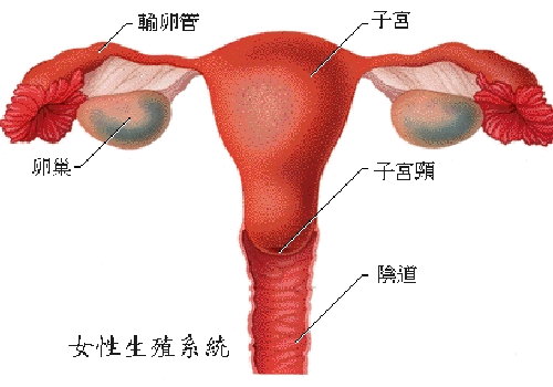 切除卵巢有什么影响（40岁女人切除卵巢有什么影响）