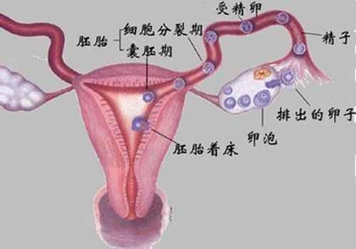 输卵管堵塞做什么检查项目（输卵管堵塞做什么检查项目都没有）