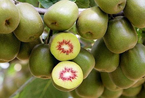 夏季减肥吃什么水果好（夏天吃什么水果可以减肥）