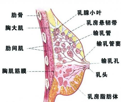 乳房小叶增生能喝豆浆吗 乳腺小叶增生能喝豆浆吗?