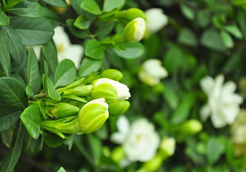 栀子花养在室内好吗（栀子花在室内养好不好）