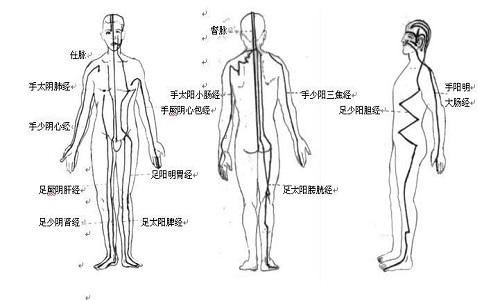 十二经络的走向和作用（十二经络的走向和作用视频）