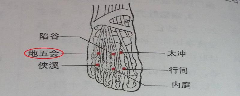 地五会的准确位置 地五会的准确位置和功效准确位置图片作用