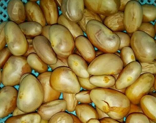 菠萝蜜核的营养价值（菠萝蜜核的营养价值及禁忌）