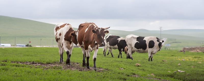 生牛乳是什么意思（牛奶中的生牛乳是什么意思）