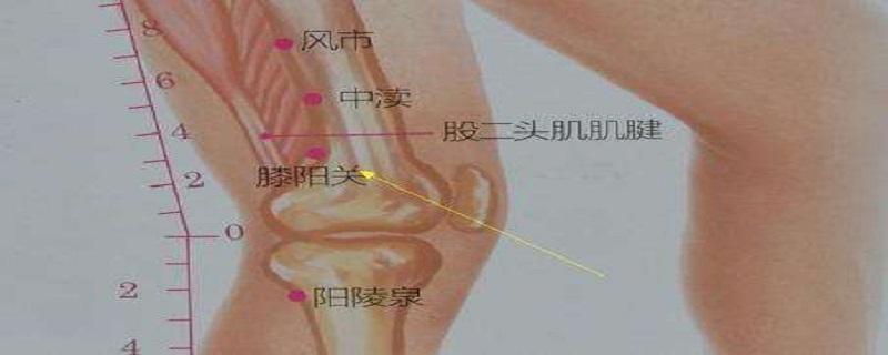 膝阳关是什么意思（膝阳关在哪）