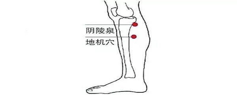 地机是在身体哪个位置 地机的准确位置在哪里