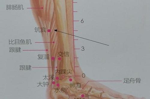 筑宾准确位置图和作用 筑宾准确位置图和作用的准确位置图片