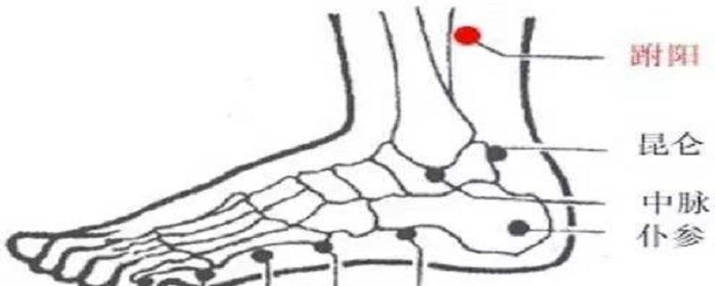 跗阳准确位置图和作用（跗阳准确位置图和作用及功效）