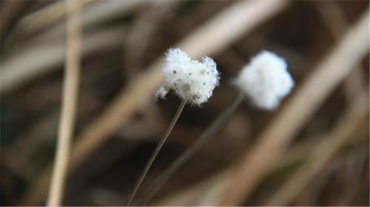 野棉花的功效与作用 野棉花的功效与作用和图片